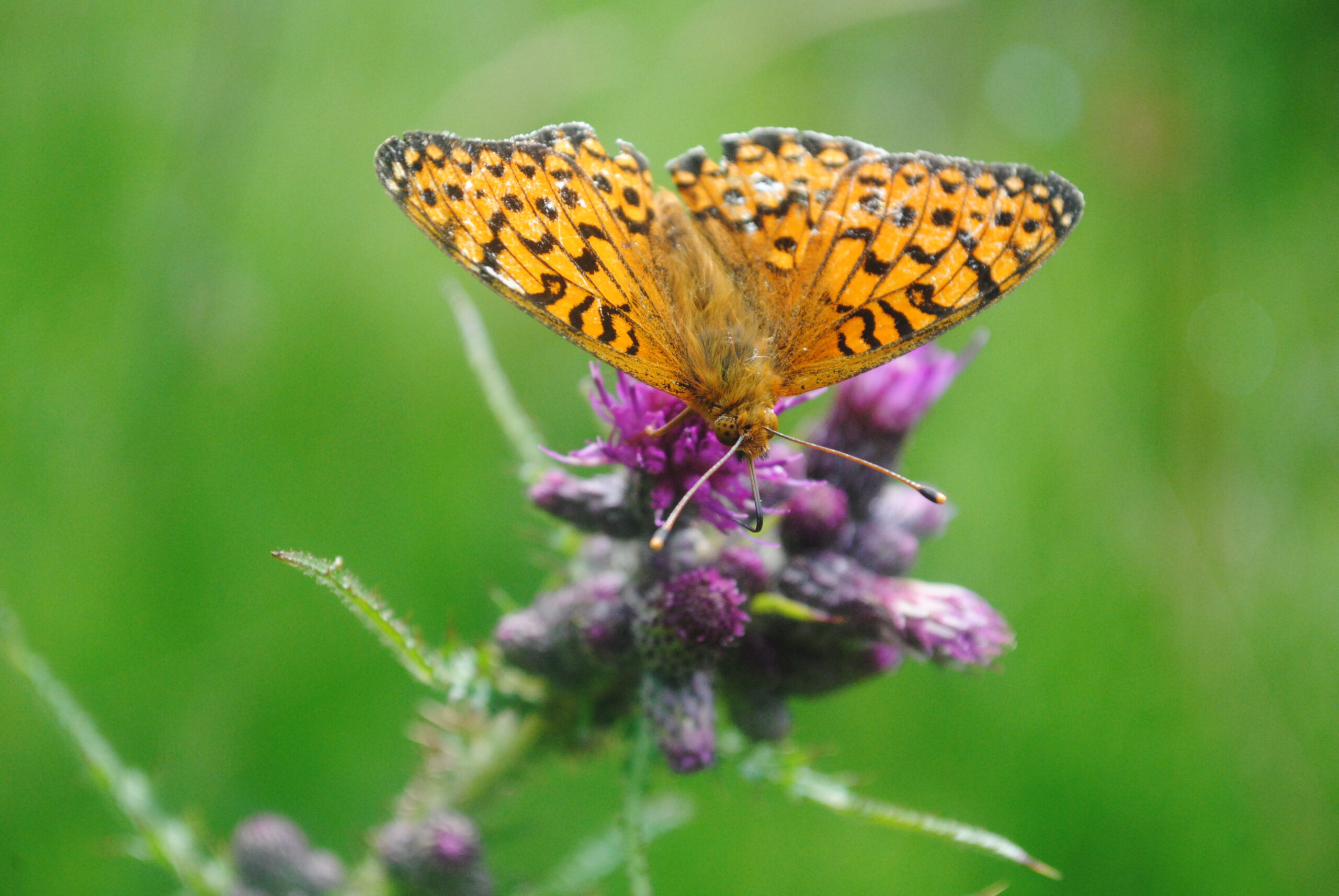 From Abandonment to Regeneration - Keggal Quarry - Newry Wildlife